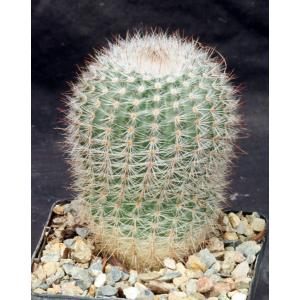 Notocactus scopa var. murielli 5-inch pots