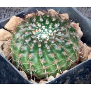 Notocactus vanvlietii 2-inch pots