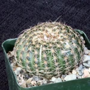 Notocactus elegans 4-inch pots
