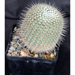 Notocactus gutierrezii 5-inch pots