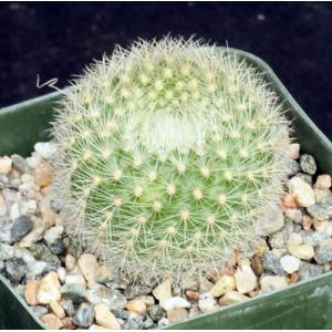 Notocactus haselbergii 2-inch pots