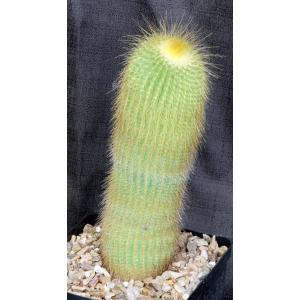 Notocactus leninghausii one-gallon pots