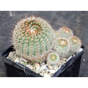 Notocactus mammulosus 5-inch pots