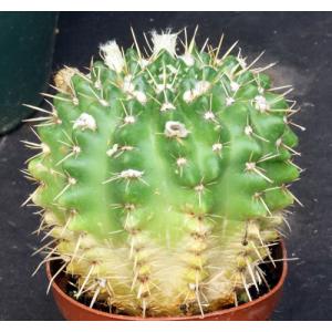 Notocactus ottonis 5-inch pots