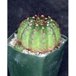 Notocactus ottonis var. aigua 4-inch pots