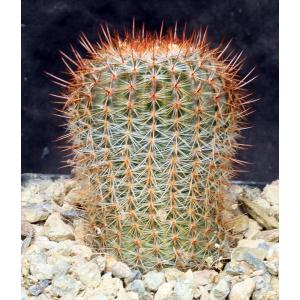 Notocactus schlosseri 5-inch pots