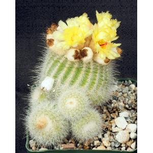 Notocactus scopa var. murielli 4-inch pots