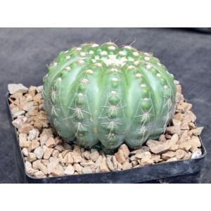 Notocactus uebelmannianus one-gallon pots