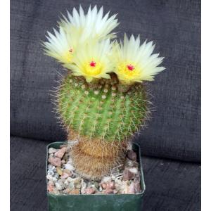 Notocactus werdermannianus 4-inch pots