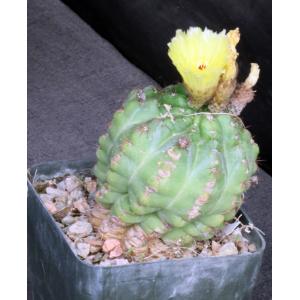 Notocactus securituberculatus 5-inch pots