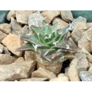 Obregonia denegrii 3-inch pots