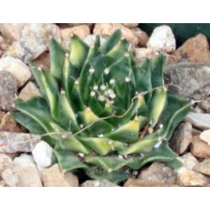 Obregonia denegrii (variegated) 4-inch pots