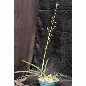 Oeceoclades calcarata 8-inch pots