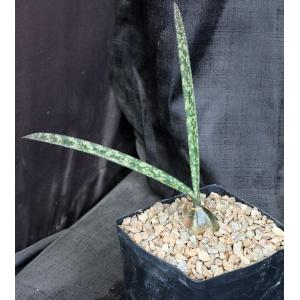 Oeceoclades decaryana one-gallon pots