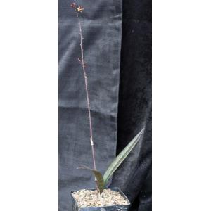 Oeceoclades maculata x decaryana one-gallon pots