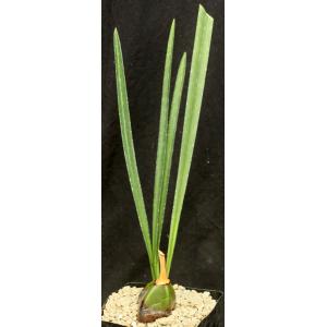 Oeceoclades calcarata one-gallon pots