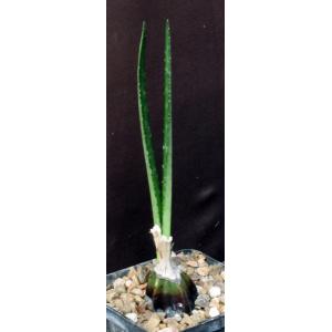 Oeceoclades calcarata 5-inch pots