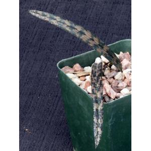 Oeceoclades decaryana 4-inch pots