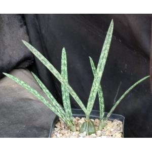Oeceoclades decaryana one-gallon pots