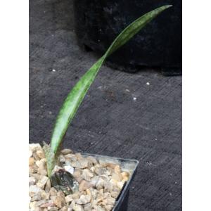 Oeceoclades maculata x decaryana 5-inch pots