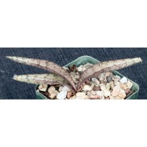 Oeceoclades spathulifera 4-inch pots