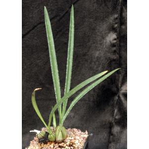 Oeceoclades calcarata one-gallon pots