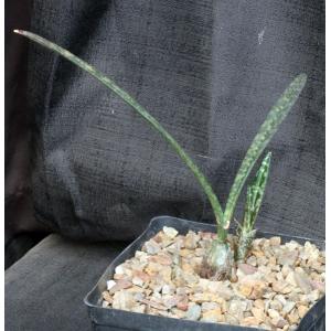 Oeceoclades decaryana one-gallon pots