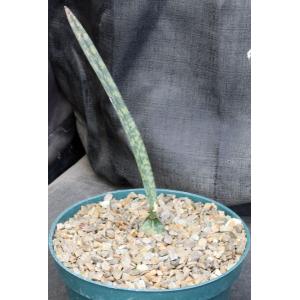 Oeceoclades decaryana 8-inch pots