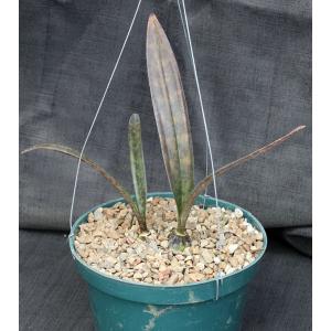 Oeceoclades maculata x decaryana 8-inch pots