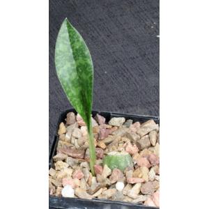 Oeceoclades maculata 5-inch pots