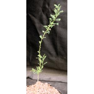 Olneya tesota one-gallon pots