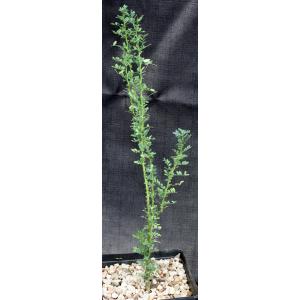 Olneya tesota one-gallon pots