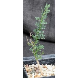 Olneya tesota 5-inch pots