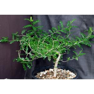 Operculicarya decaryi 2-gallon pots