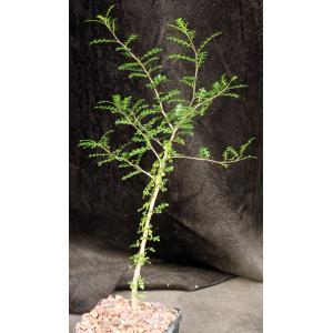 Operculicarya decaryi 5-inch pots