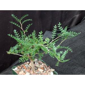 Operculicarya pachypus 4-inch pots