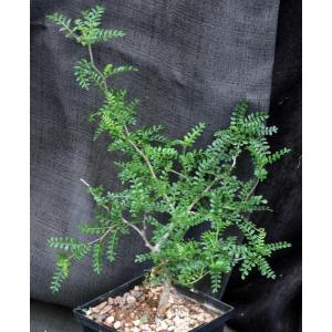 Operculicarya pachypus 5-inch pots