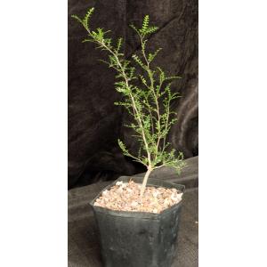 Operculicarya decaryi one-gallon pots