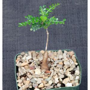 Operculicarya decaryi  5-inch pots