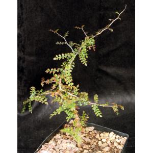 Operculicarya decaryi one-gallon pots