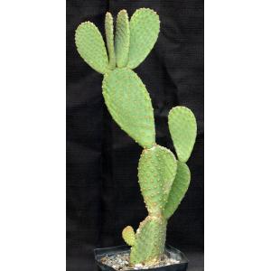 Opuntia rufida one-gallon pots