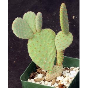 Opuntia basilaris x santa-rita 4-inch pots