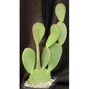 Opuntia rufida one-gallon pots