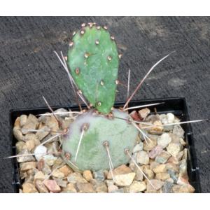 Opuntia azurea ssp. parva 5-inch pots