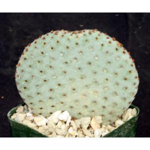 Opuntia basilaris var. basilaris 4-inch pots