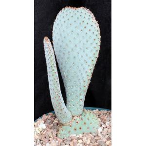 Opuntia basilaris var. basilaris 8-inch pots