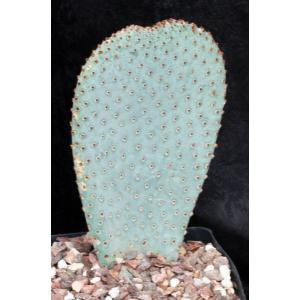 Opuntia basilaris var. basilaris one-gallon pots