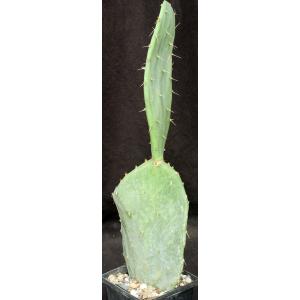 Opuntia cv Fruit Punch 5-inch pots