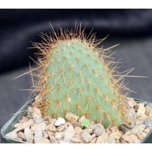 Opuntia echios 5-inch pots