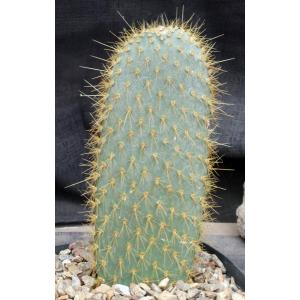 Opuntia echios one-gallon pots